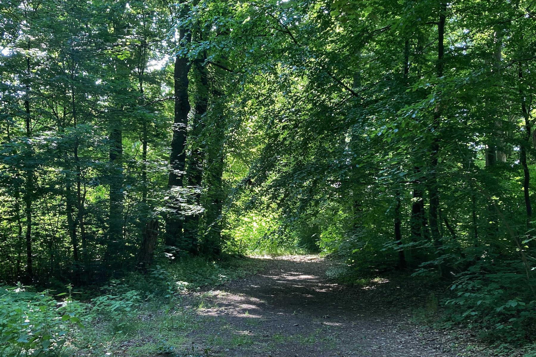 Der Park