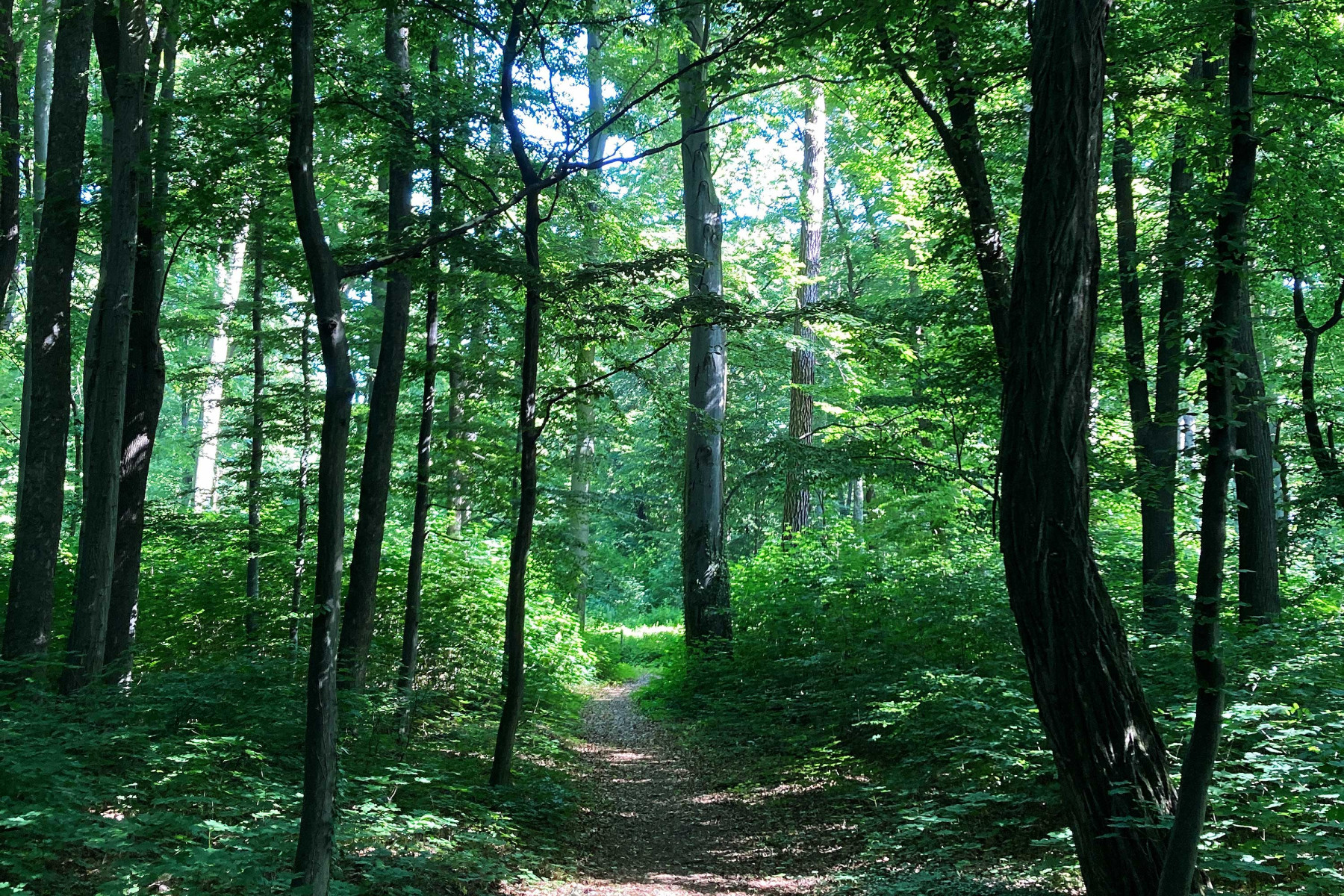 Der Park