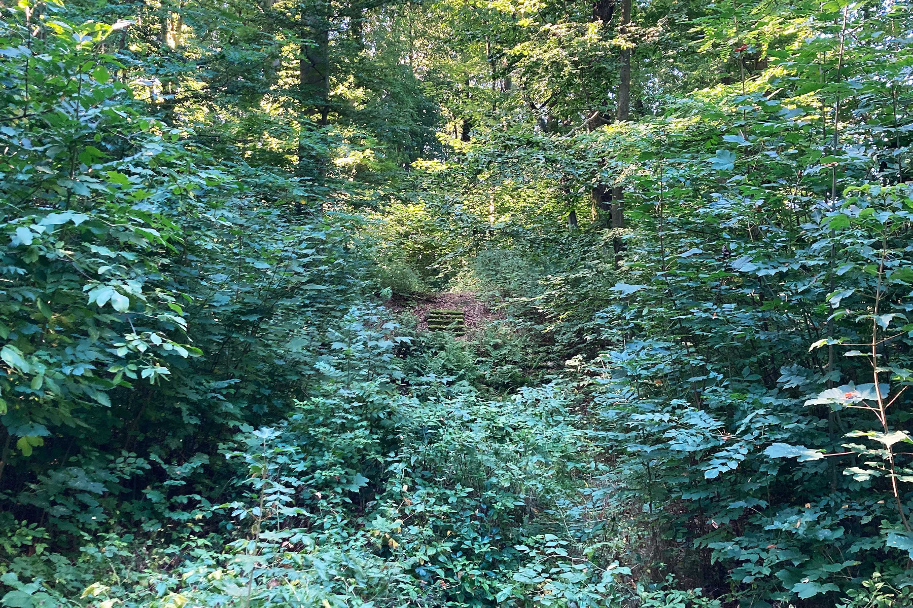Der Park